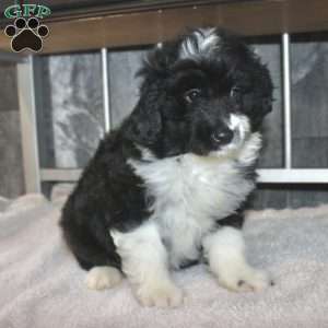 Velcro, Mini Aussiedoodle Puppy